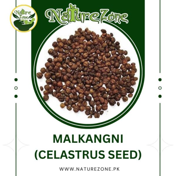 Celastrus Seed, Malkangni Seed, تخمِ مالکنگنی