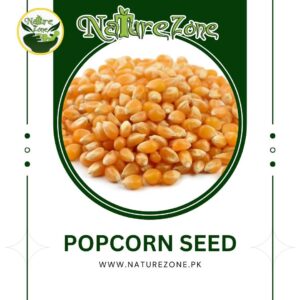 Popcorn Seeds Price in Pakistan,پاپ کارن کے بیج