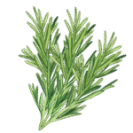 Herbs