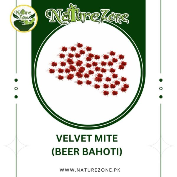 Velvet mites/بیر بہوٹی Price in Pakistan