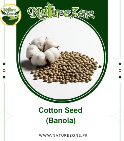Cotton Seed (Banola) بنولہ in Pakistan