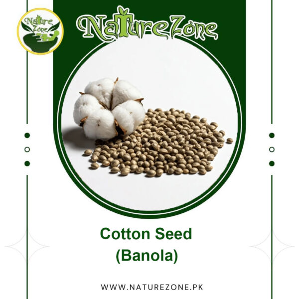 Cotton Seed (Banola) بنولہ in Pakistan