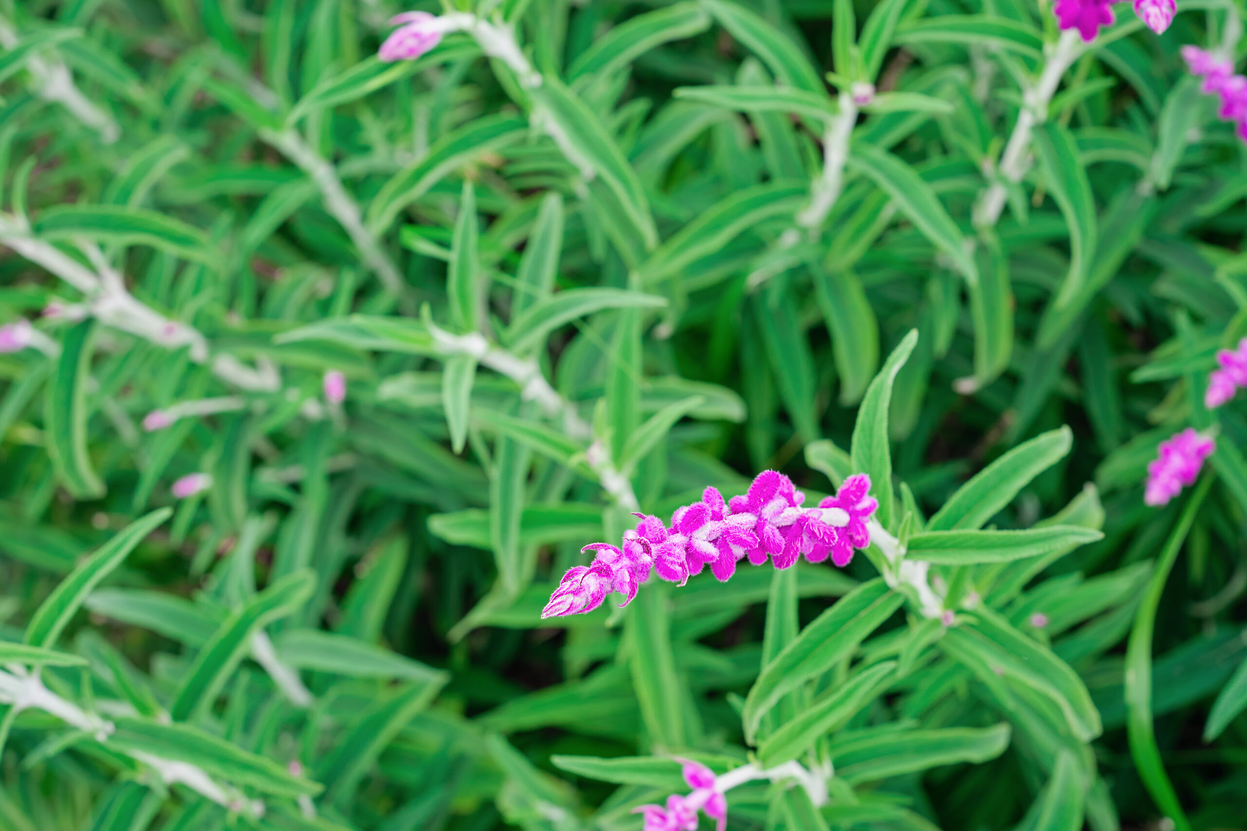 Rosemary Leaves in Pakistan