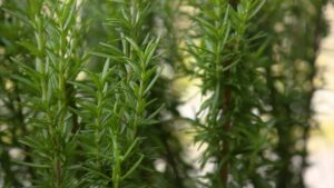 Rosemary Leaves in Pakistan