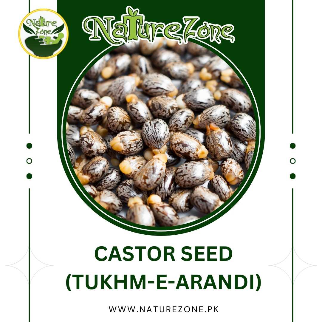 53.jpg Castor Seeds (Tukhm e Arandi) Price in Pakistan | تخم ارنڈی،ارنڈی کے بیج - Image 1