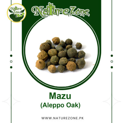 Maazu (مازو) - Aleppo Oak