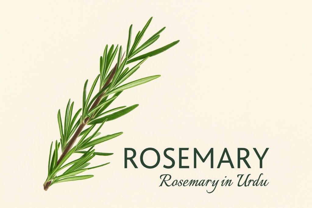 Rosemary in Urdu